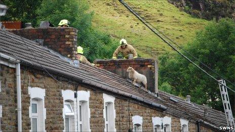 Sheep on roof with firemen