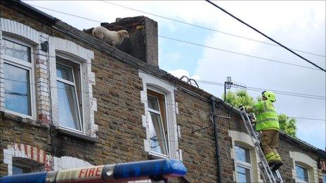 Sheep on roof