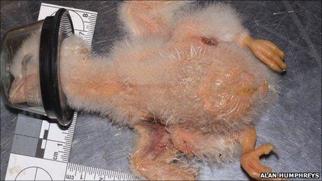 Peregrine chick undergoes treatment