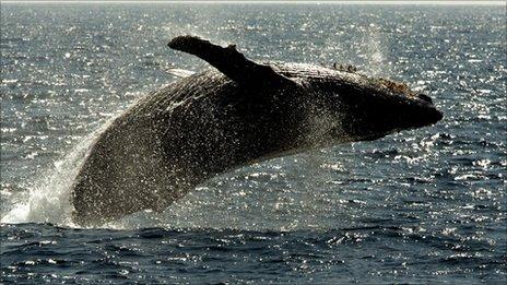 Humpback breaking off Hawaii