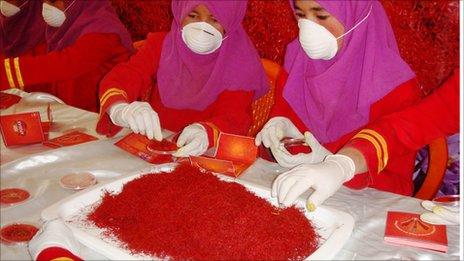 Saffron production in Herat