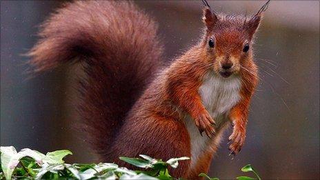 Red Squirrel