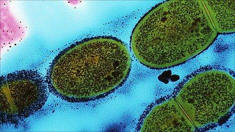 Scarlet fever bacterium