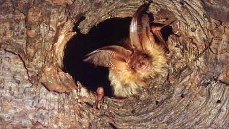 A brown long-eared bat