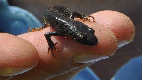 Juvenile great crested newt