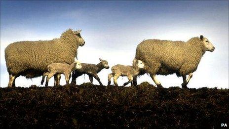 Sheep in Scottish Borders