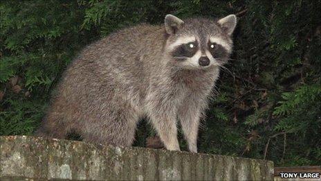 Raccoon spotted by Tony Large in his garden in Eastleigh