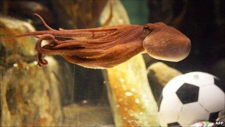 Paul the 'psychic' octopus at his aquarium in Oberhausen, Germany in July 2010