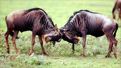 Wildebeest fighting