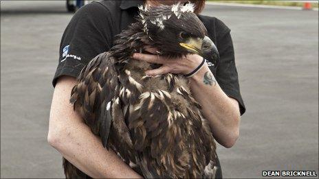 Sea eagle arriving in Scotland/Pic: Dean Bricknell