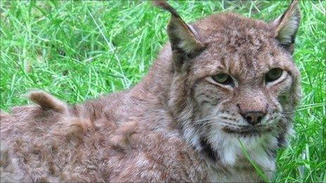 Frank the Eurasian lynx