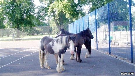 Horses (Photo courtesy Elin Wyn)