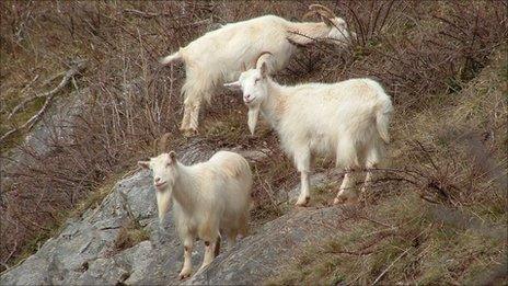 Avon Gorge goats