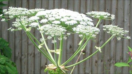 Giant hogweed