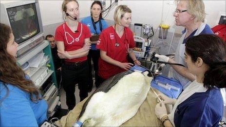 Emperor penguin undergoes endoscopic surgery at Wellington Zoo (27 June 2011)