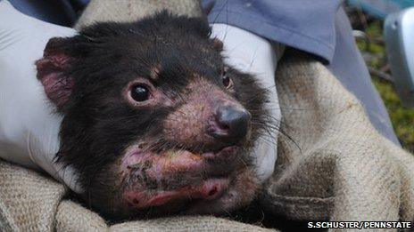 Cedric and his tumour (S. Schuster/Penn State)