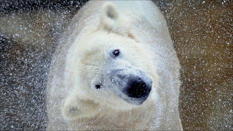 Polar bear