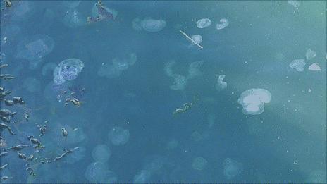 Jellyfish in the sea at Torness nuclear power station Pic: Paul Readman