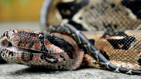 A boa snake like the one that escaped