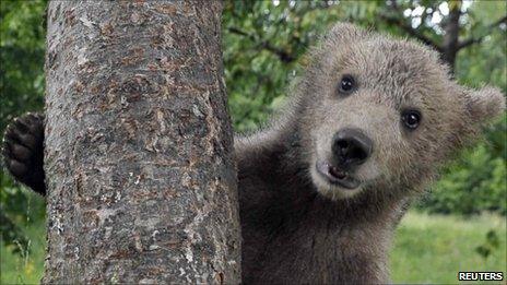 Brown bear cub