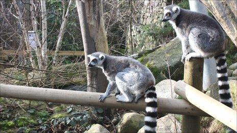 Lemurs at Bristol Zoo