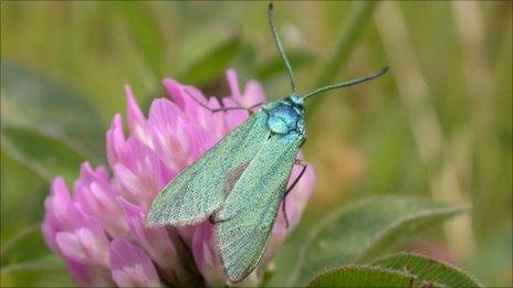 A Forester moth