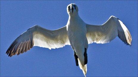 A Northern Gannet