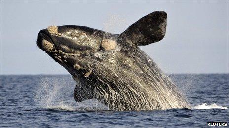 A southern right whale