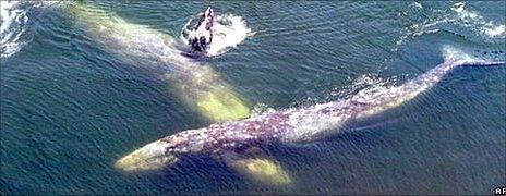 Gray whales, AP