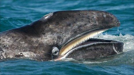 Gray whale