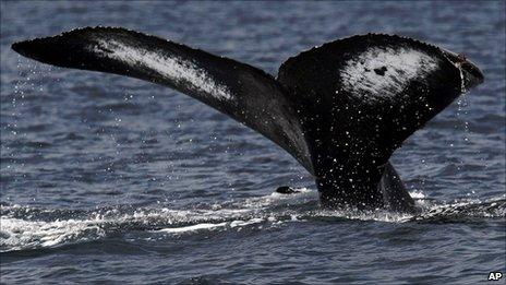 Humpback whale