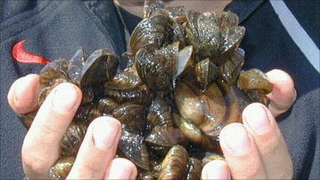 Zebra mussels