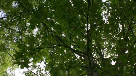 Trees generic