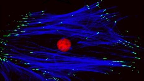 Stem cell on new "nano-patterned" surface