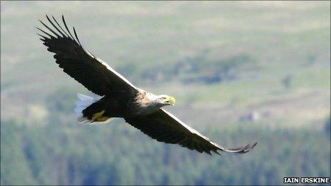 White tailed sea eagle. Pic: Iain Erskine/RSPB Scotland