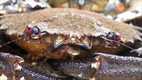 Velvet crab Pic: Blue Reef Aquarium