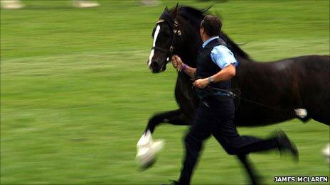 A Welsh Cob stallion