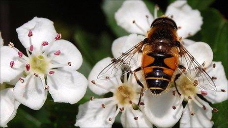 Hoverfly on a hawthorn flower (Image: BBC)