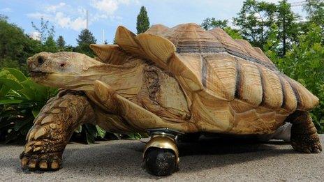 Tortoise that's had its amputated front leg replaced with a wheel