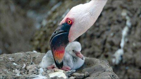 A lesser flamingo chick photographed in 2006 by James Lees