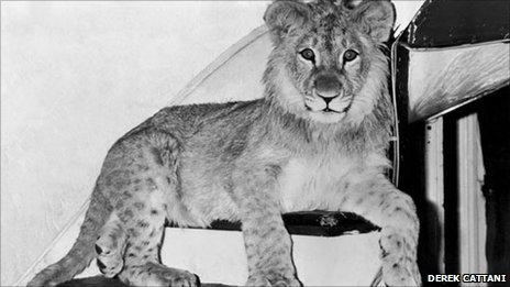 Christian the lion on the stairs (copyright Derek Cattani)