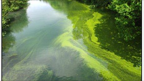 Blue green algae generic