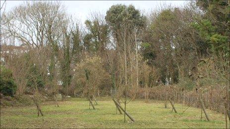 Castle Woods in Mumbles