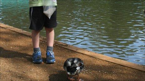 Boy feeding ducks in Priory Park