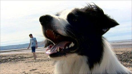 Dog and man on a beach