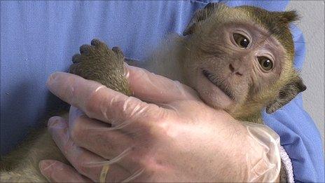 Macaques (UAR/Wellcome Trust)