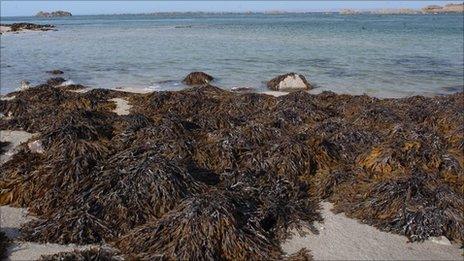 Seaweed on Jersey's coast