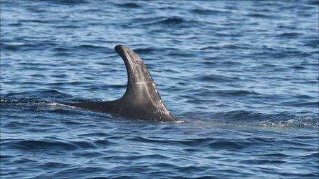 Risso's dolphin