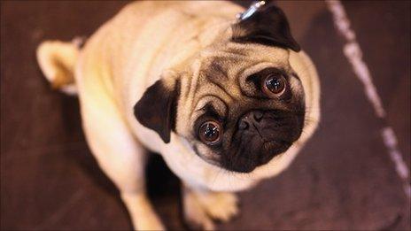 A pug from the Crufts dog show in Birmingham, England, in 2011