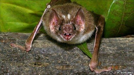 Vampire bat (Credit: P. Soriano)